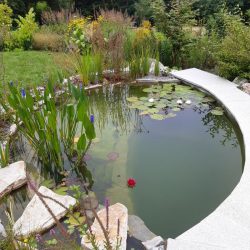 Teich im Garten